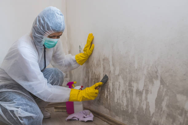 Office Mold Removal Services in Nicholasville, KY