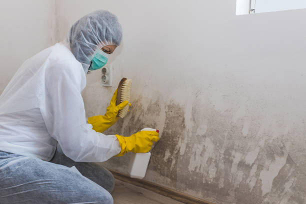 Best Crawl Space Mold Removal  in Nicholasville, KY