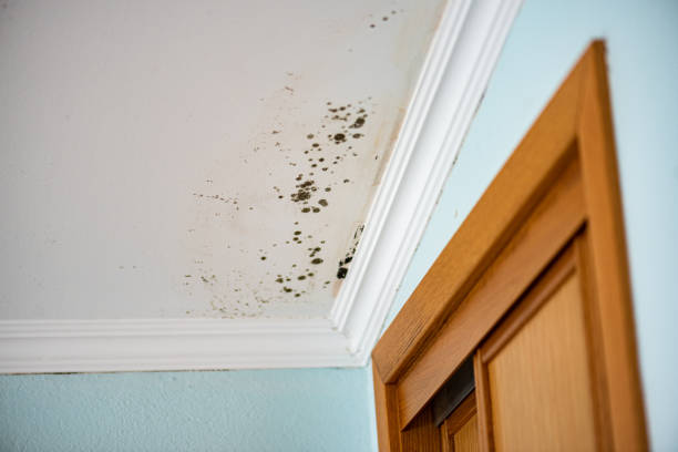 Best Fast Mold Removal  in Nicholasville, KY