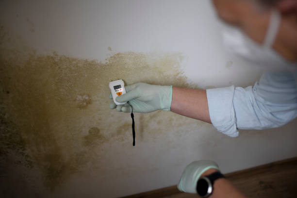 Best Office Mold Removal Services  in Nicholasville, KY