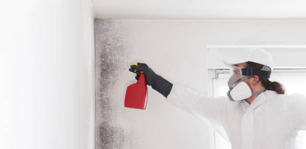 Best Commercial Mold Removal  in Nicholasville, KY