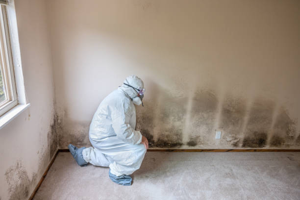Best Certified Mold Removal  in Nicholasville, KY