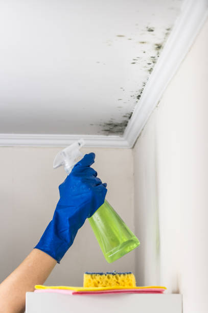 Mold Removal and Inspection in Nicholasville, KY