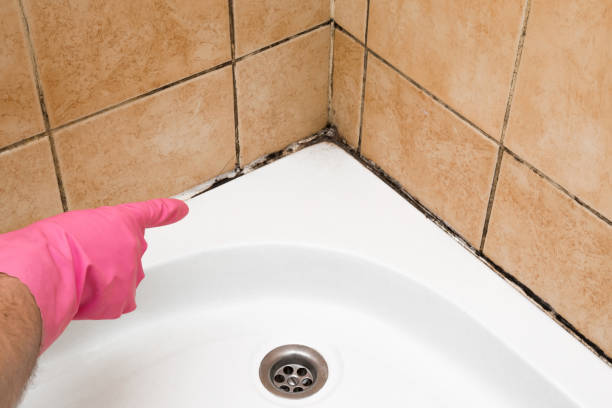 Best Crawl Space Mold Removal  in Nicholasville, KY